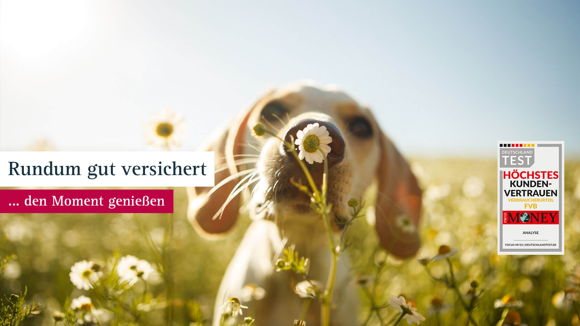 Ein Hund riecht an einer Wiesenblume